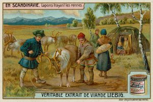 Lapons trayant des rennes - European School