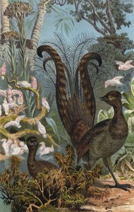 Oiseau-lyre - European School