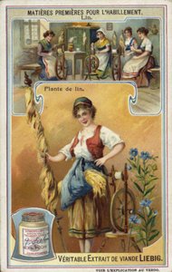 Lin : plante de lin - European School