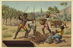 Chargement des cabosses de cacao dans des sacs, Afrique - European School