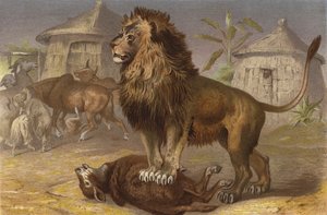 Lion dans la Seriba - European School