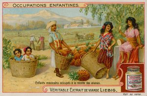 Enfants mexicains récoltant des ananas - European School