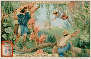 Mexicains récoltant des gousses de vanille - European School