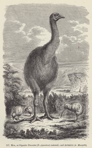 Moa, ou Dinornis géant (D giganteus) restauré; et Apteryx, A Mantelli