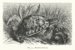 Tortue Maure