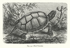 Tortue de boue - European School