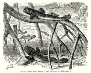Les skippers de la boue se déportent (gravure)