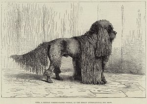 Nero, un caniche à poil cordé allemand, à l