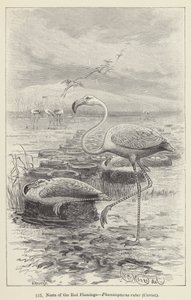 Nids du flamant rose, Phoenicopterus ruber, Cuvier - European School