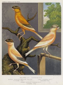 Canaris de Norwich, uniformément marqués, crête jaune, nourris au Cayenne, crête grise, crête buff, nourris au Cayenne (lithographie en couleur) - European School