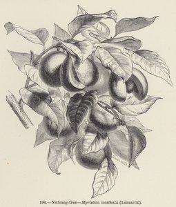 Le muscadier, Myristica moschata, Lamarck - European School