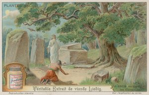 Chêne sacré pour les anciens Allemands - European School