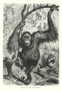 Orangs dans leur forêt natale (gravure) - European School