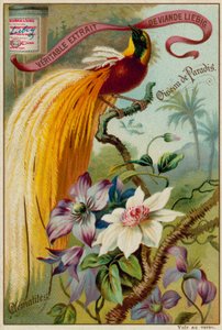 Oiseau de Paradis et Clématites