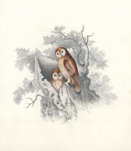 Chouettes perchées sur le tronc creux d