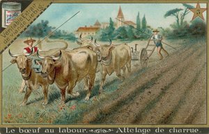 Bœufs tirant une charrue - European School