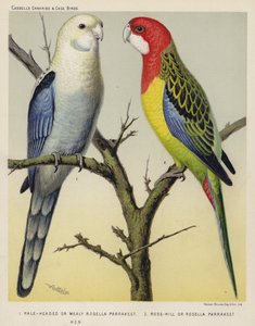 Perruche rosella à tête pâle ou farineuse, Perruche rosella de Rose-Hill, Poule (lithographie en couleur) - European School