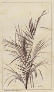 Palmier, Chamaerops Exelsa - European School
