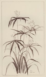 Palm Cyperus Luscus - European School