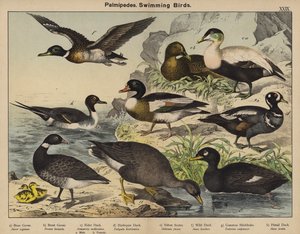 Palmipèdes, Oiseaux nageurs - European School