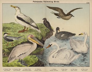 Palmipèdes, oiseaux nageurs - European School