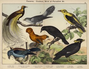 Passereaux, Coucou, Oiseau de Paradis - European School