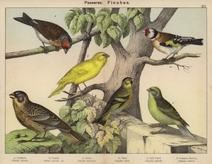 Passereaux, Pinsons - European School