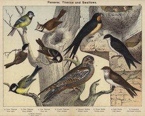 Passereaux, Mésanges et Hirondelles - European School
