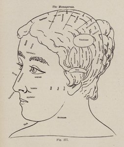 Phrenologie, une directrice - European School