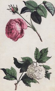 Rose rose et hortensia blanc (lithographie couleur) - European School