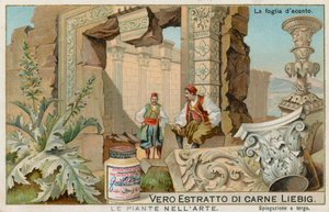 Les plantes dans l