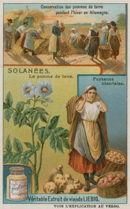 Pomme de terre - European School