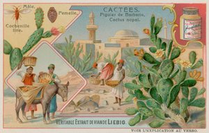 Figuier de Barbarie (Cactus Nopal) et cochenille