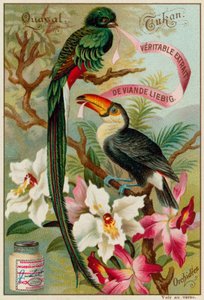 Quasal, Toucan et Orchidées - European School