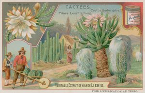 Reine de la nuit, prince Leuchtenberg et cactus à barbe grise - European School