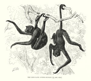 Singe-araignée à face rouge (gravure) - European School