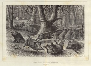 Chasse royale