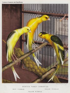 Canaris écossais fantaisie, pie sombre, pie jaune