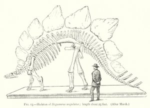 Squelette de Stegosaurus ungulatus