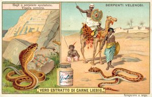 Cobra cracheur et vipère cornue - European School