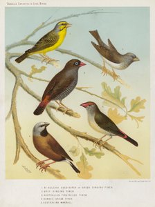 Serin mangeur de graines de Sainte-Hélène ou verdier chanteur, serin chanteur gris, pinson à queue de feu australien, pinson à herbe rayée, astrild australien - European School