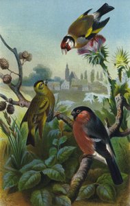 Chardonneret, Serin et Bouvreuil - European School