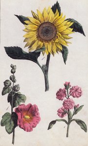 Tournesol et rose trémière (lithographie couleur) - European School