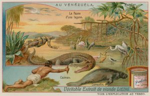 Les Créatures de la Lagune avec un Alligator, un Lamantin et un Arbre de Mangrove