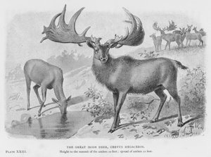 Le grand cerf irlandais, Cervus Megaceros - European School