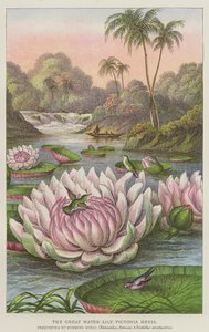 Le grand nénuphar, Victoria Regia - European School