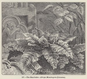 La Mandragore, Atropa Mandragora, Linné - European School