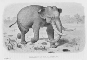 Le mastodonte de l