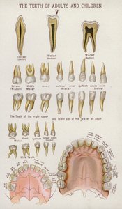 Les dents des adultes et des enfants (lithographie en couleur) - European School