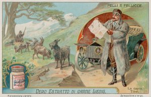 La chèvre tibétaine - European School